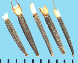  Tagetes lucida.  Achenes with short united scales with a few longer bristles for a pappus. 