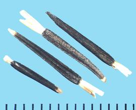  Tagetes patula.  Long united scales form the pappus. 