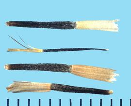  Tagetes patula.  Long united scales form the pappus. 