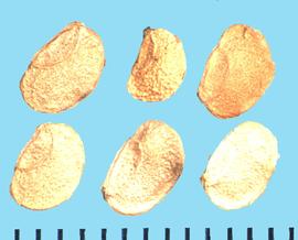 Trachymene coerulea . True seeds with a curved ridge coming from the point of the straight margin to near its center. 