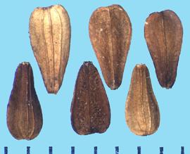  Valeriana officinalis.  Achenes with three longitudinal ribs on the dorsal side, whereas on the ventral side, there is only one.