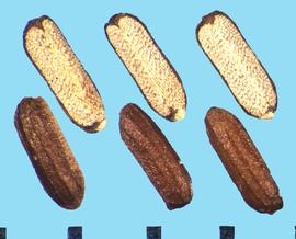  Verbena bonariensis.  Nutlets where the dorsal side has approximately three longitudinal ribs. 