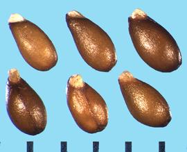  Viola × wittrockiana.  True seed with a slightly oblique basal attachment. 
