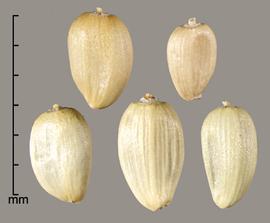  Rhaponticum repens.  Smooth achenes.Photo by Julia Scher, USDA-APHIS-PPQ.