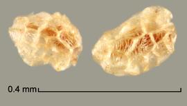  Aeginetia  sp. Reticulate seeds. Photo by Julia Scher, USDA-APHIS-PPQ.