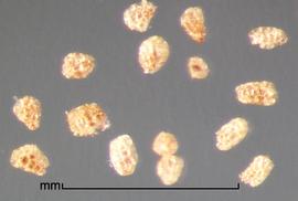  Aeginetia  sp. True seeds. Photo by Julia Scher, USDA-APHIS-PPQ.