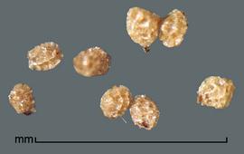  Aeginetia indica.  True seeds. Photo by Julia Scher, USDA-APHIS-PPQ.