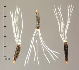  Ageratina adenophora.  Achenes with white barbed pappus. Photo by Julia Scher, USDA-APHIS-PPQ.