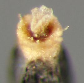  Ageratina adenophora.  Oval base of the achene .  Photo by Julia Scher, USDA-APHIS-PPQ.