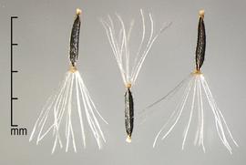  Ageratina riparia . Achenes are black, with strong longitudinal ridges.Photo by Julia Scher, USDA-APHIS-PPQ.