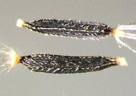  Ageratina riparia.  Achenes are pubescent with short teeth.Photo by Julia Scher, USDA-APHIS-PPQ.