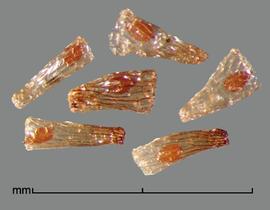  Alectra arvensis.  Seeds are visible inside the fruit coat. Photo by Julia Scher, USDA-APHIS-PPQ.
