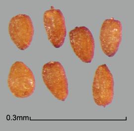 Alectra arvensis.  Conical achenes. Photo by Julia Scher, USDA-APHIS-PPQ.