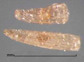  Alectra fluminensis.  Small seeds are visible inside the fruit coat. Photo by Julia Scher, USDA-APHIS-PPQ.