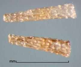  Alectra sessiliflora.  Texture is reticulate with ridges. Photo by Julia Scher, USDA-APHIS-PPQ.