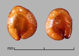  Alternanthera sessilis.  Discoid true seed. A linear embryo is visible surrounding a dark brown perisperm. Photo by Julia Scher, USDA-APHIS-PPQ.