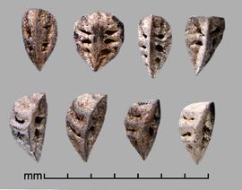  Asphodelus fistulosus.  Ventral view (top) and lateral view (bottom) of seeds.Photo by Julia Scher, USDA-APHIS-PPQ.