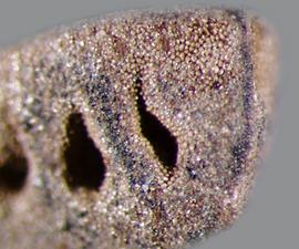  Asphodelus fistulosus.  Surface view. Photo by Julia Scher, USDA-APHIS-PPQ.