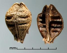  Asphodelus fistulosus.  Capsule (dehisced, seeds released).Photo by Julia Scher, USDA-APHIS-PPQ.