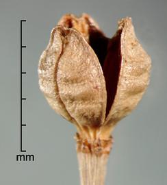  Asphodelus fistulosus . Capsule (dehisced, seeds released).Photo by Julia Scher, USDA-APHIS-PPQ.