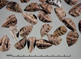  Asphodelus fistulosus.  Seeds. Photo by Julia Scher, USDA-APHIS-PPQ.
