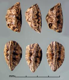Asphodelus tenifolius (syn). Ventral view (top) and lateral view (bottom) of seeds.  Photo by Julia Scher, USDA-APHIS-PPQ.