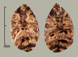  Asphodelus tenifolius  (syn). Dorsal view of seeds. Photo by Julia Scher, USDA-APHIS-PPQ.