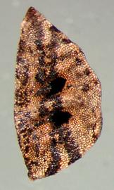  Asphodelus tenifolius  (syn). Seed. Photo by Julia Scher, USDA-APHIS-PPQ.