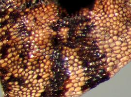  Asphodelus tenufolius  (syn). Surface view. Photo by Julia Scher, USDA-APHIS-PPQ.