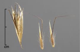  Avena barbata . Photo by Julia Scher, USDA-APHIS-PPQ.