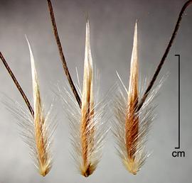  Avena barbata.  Photo by Julia Scher, USDA-APHIS-PPQ.
