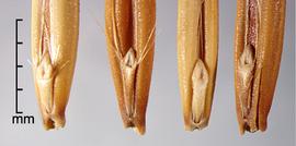  Avena fatua.  Lemma is mostly hairless. Photo by Julia Scher, USDA-APHIS-PPQ.