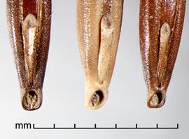 Avena fatua.  Photo by Julia Scher, USDA-APHIS-PPQ.