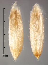  Avena fatua.  Lanceolate floret. Photo by Julia Scher, USDA-APHIS-PPQ.