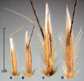  Avena fatua.  Awn arising from the middle of the lemma. Photo by Julia Scher, USDA-APHIS-PPQ.