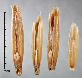  Avena fatua.  Photo by Julia Scher, USDA-APHIS-PPQ.