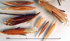  Avena sterilis.  Photo by Julia Scher, USDA-APHIS-PPQ.