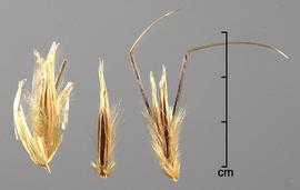  Avena sterilis.  Strong, geniculated awn. Photo by Julia Scher, USDA-APHIS-PPQ.