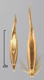  Avena sterilis.  Photo by Julia Scher, USDA-APHIS-PPQ.