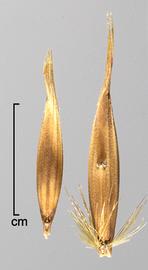  Avena sterilis.  Photo by Julia Scher, USDA-APHIS-PPQ.