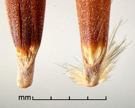  Avena sterilis.  Photo by Julia Scher, USDA-APHIS-PPQ.