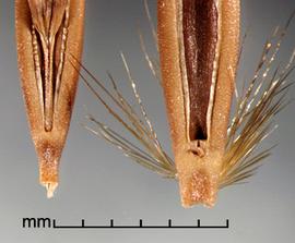  Avena sterilis.  Callus with many reddish hairs. Photo by Julia Scher, USDA-APHIS-PPQ.