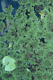  Azolla pinnata . Photo by Julia Scher, USDA-APHIS-PPQ.