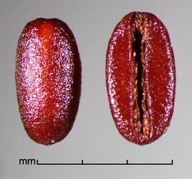  Spermacoce articularis .True seeds with reticulum rows that are longitudinally oriented. Photo by Julia Scher, USDA-APHIS-PPQ.
