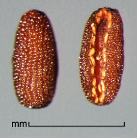  Spermacoce assurgens.  True seeds with a hollow ventral side, with enrolled edges lined with yellow grains. Photo by Julia Scher, USDA-APHIS-PPQ.