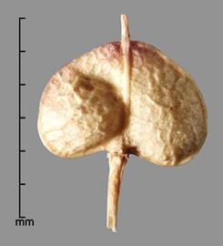  Cardaria draba . Silique inverted heart shape. Photo by Julia Scher, USDA-APHIS-PPQ.