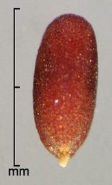  Cardaria pubescens.  Seeds are compressed ovals. Photo by Julia Scher, USDA-APHIS-PPQ.