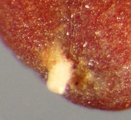  Cardaria pubescens.  Seed hilum. Photo by Julia Scher, USDA-APHIS-PPQ.