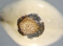  Carthamus oxyacanthus.  Achenes with a long hilum that is lateral to the base. Photo by Julia Scher, USDA-APHIS-PPQ.
