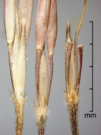  Chrysopogon ciculatas . The base of the central floret is very hairy. Photo by Julia Scher, USDA-APHIS-PPQ.